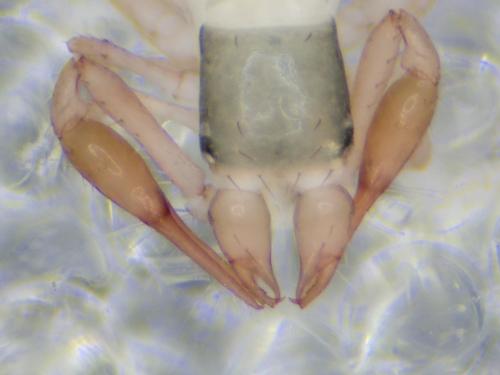 Ephippiochthonius sp.